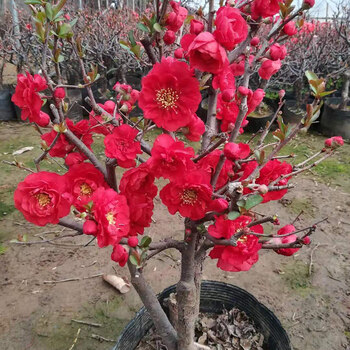 玫瑰之约 8年苗1棵【带花苞】 不含盆