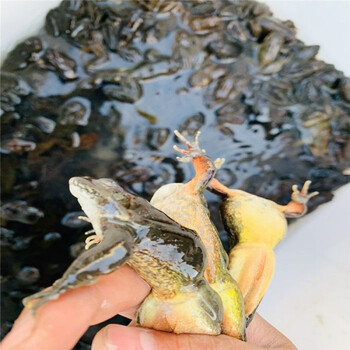 东北林蛙鲜活一斤12-13只八钱长白山母豹子活体雪蛤顺丰空运 二斤公蛙