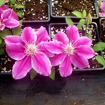 铁线莲多年生藤本皇后铁线莲花苗庭院阳台特大苗盆栽地栽当年开花爬藤