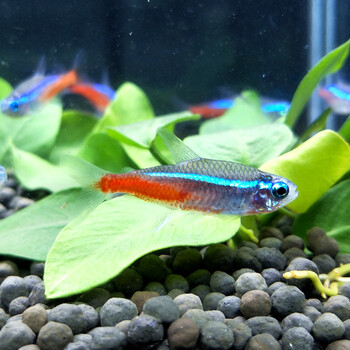 热带观赏鱼红莲灯宝莲灯红鼻剪刀小型鱼群游鱼好养活体1cm小50条