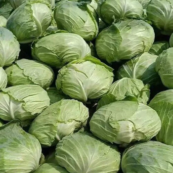 现摘包菜当季包心菜农家蔬菜莲花白绿包菜新鲜昌隆福记 【5斤装净重】