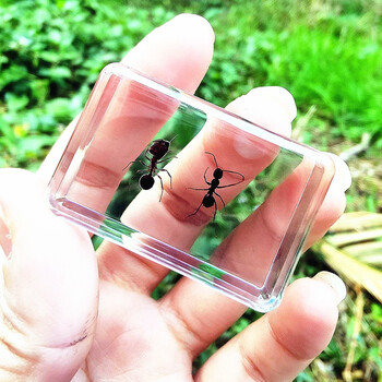 新品热卖真昆虫树脂标本锹甲蝗虫螃蟹金龟子蜜蜂苍蝇蚂蚁蜘蛛贝类sn