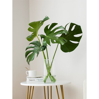 客厅办公室大型网红热带北欧风老桩 开背老桩龟背竹50-70cm1株 直筒