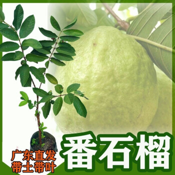 番石榴树价格报价行情- 京东 番石榴树价格报价行情- 京东