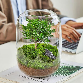 睿格达生命之树懒人苔藓养鱼微景观办公室盆栽宿舍植物桌面生态瓶生命