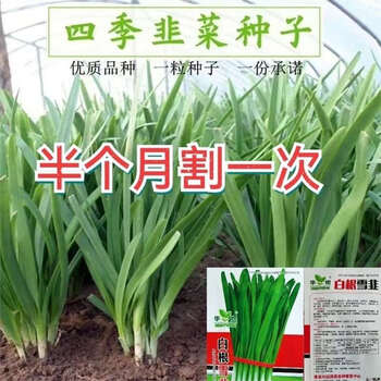 红根韭菜种子品牌及商品- 京东