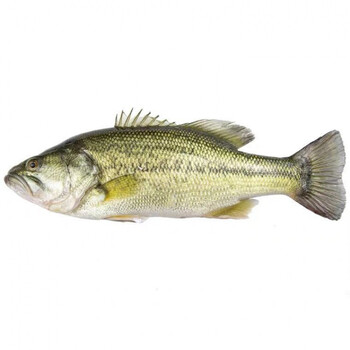 千岛湖鲈鱼生鲜桂花鲜活淡水鱼滋补海鲜海鱼整条鲜活鱼千岛湖正宗鲈鱼