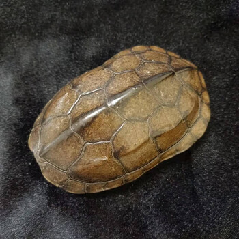 乌龟壳 文玩干净真乌龟壳把玩盘玩手把件天然完整真龟甲家居摆件挂件