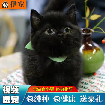 黑猫宠物新款- 黑猫宠物2021年新款- 京东