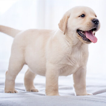 拉布拉多高智商宠物狗狗幼犬血统纯种中型犬 黄色黑色巧克力色白色