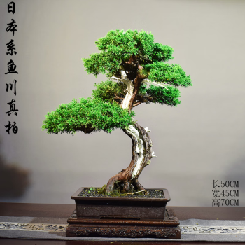 NEW限定品】 真柏 盆栽 盆栽鉢 植物/観葉植物 - neatlinemaps.com