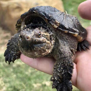 达泽侠北美小鳄龟苗活物宠物龟观赏龟杂佛食肉龟水龟外塘凶猛小乌 黑