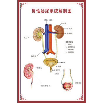 消化腸道系統結構示意圖醫學掛圖血液人體生殖器官醫院解剖圖海報