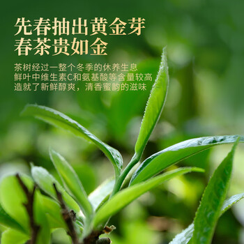 勐昌號茶叶云南勐海小金砖普洱茶生茶36g小沱茶生普茶砖自己喝