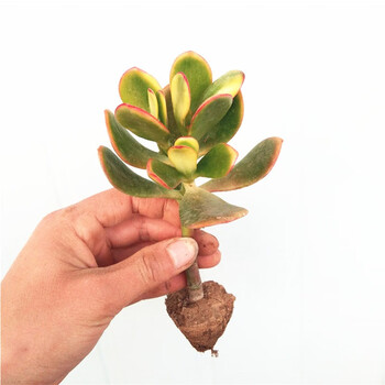 多肉植物玉树燕子掌盆栽芦荟植物三色花月老桩室内客厅绿植花卉植物6cm黄金花月玉树不含盆 图片价格品牌报价 京东