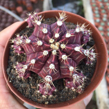 红太阳绯花玉多肉植物仙人球稀有黑金刚紫牡丹桌面室内盆栽紫牡丹5cm左右不含盆 图片价格品牌报价 京东