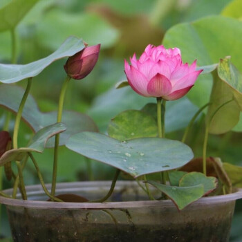 水培植物小型碗蓮苗根莖帶花根塊水生微型小荷花種藕四季室內水養g 可