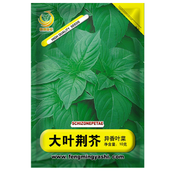 凤鸣雅世大叶荆芥种子夏日清凉蔬菜四季野菜小青菜阳台盆栽味鲜大叶荆芥菜种籽四季菜园春季蔬菜种孑大叶荆芥种子异香叶种子10克 袋 图片价格品牌报价 京东