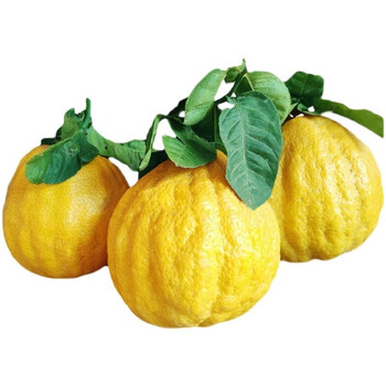 云南香橼果 新鲜佛手柑 香园贡果水果 精选4斤