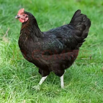 禧客鲜大别山散养黄油黑凤鸡老母鸡纯种新鲜草鸡月子鸡走地鸡土鸡煲汤