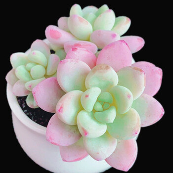 多肉植物  新款 超萌玉露 多肉 室内盆栽办公室花卉含盆带土  劳尔3