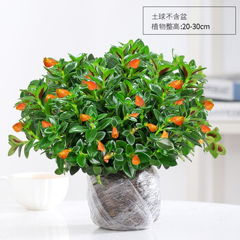 三鼎园艺 金鱼花吊兰盆栽植物室内四季开花不断办公室绿植金鱼吊兰好养花卉大号金鱼花原土发货精选 图片价格品牌报价 京东