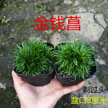 日本贵船苔金钱黄金极姬天鹅绒蝉小川龙根微型草植物盆景金钱菖2盆带盆栽好 图片价格品牌报价 京东