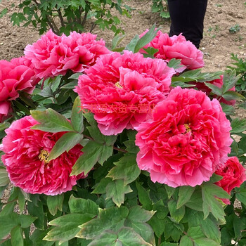 牡丹花苗带花芽带原土花王岛锦皇冠黑绿黄红牡丹大苗菏泽牡丹 花王6年