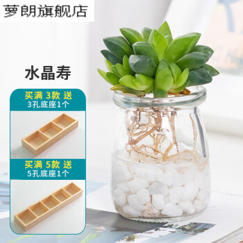 非売品 多肉植物 レア苗 ガルシア 超特大 XL 超美苗 #437 植物/観葉 