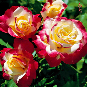 花庭院阳台室内外盆栽地栽切花卡罗拉 红双喜月季 不含盆