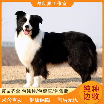 双血统a级边境牧羊犬宠物幼崽中型犬黑白色 边牧幼犬 赛级【图片 价格