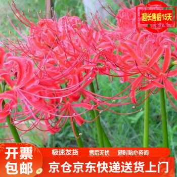 曼珠沙华花种价格图片精选- 京东