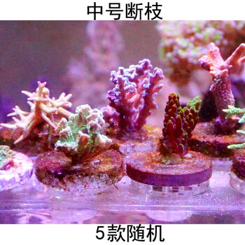 Sps珊瑚断枝套餐硬骨珊瑚断枝断肢断支珊瑚活体组合套餐新手试水快递包活兴国海中号断枝随机5个4 6cm 图片价格品牌报价 京东