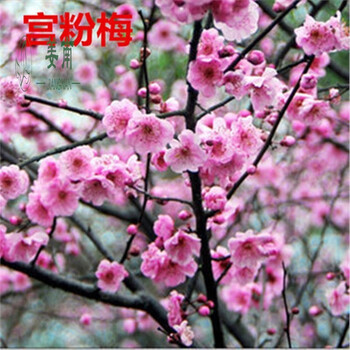 姜南梅花树苗庭院盆栽木本花卉春季楼顶冬季阳台梅花苗宫粉梅高杆10厘米粗苗高1 1到1 3米 图片价格品牌报价 京东