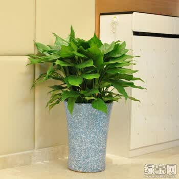 万年青分类价格报价行情- 京东