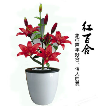 春枝晓香水百合花种球百合花盆栽碗莲荷花种子水培花卉四季种植室内桌面盆栽花卉植物红花百合种球懒人盆带盆栽好 图片价格品牌报价 京东