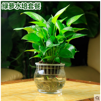 水培绿萝吊兰盆栽花卉室内水养植物绿色花草净化空气水培绿箩瓶 定植蓝 营养液 绿罗1盆含盆 图片价格品牌报价 京东