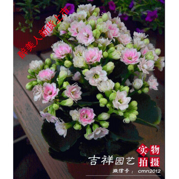 进口重瓣长寿花带花苞小盆栽室内花卉四季开花