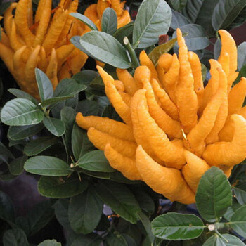 佛手苗 盆栽 绿植 花卉 苗木阳台办公室内外 10年苗