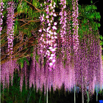 庭院花卉 多花紫藤花苗爬藤植物紫 藤紫花苗 紫藤树苗绿植盆 本红玉藤