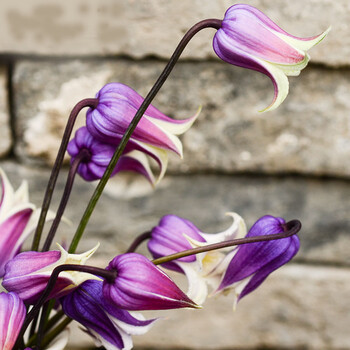 【】铁线莲 德系铃铛 紫龙晶 7*7盆栽小苗(苗小)