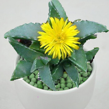 四海波 不含盆【图片 价格 品牌 报价】-京东