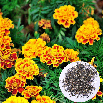 江南枫锦(jiangnanfengjing) 孔雀草种子 草花种子批发 半斤 四季可播