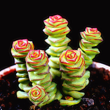 多肉 多肉植物组合套装 肉肉植物 办公室内迷你绿植花卉盆栽 钱串(单