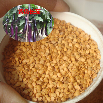 蔬菜种子菠菜番茄萝卜荷兰豆黄秋葵白菜苦瓜茄子种子家庭阳台种子 紫