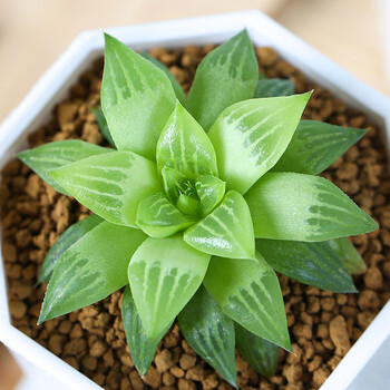 球艺 多肉植物 玉露系列 水晶寿_ 3折现价18元