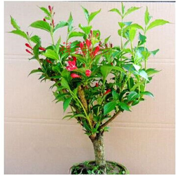 实物红王子锦带盆景盆栽绿植花卉 红色