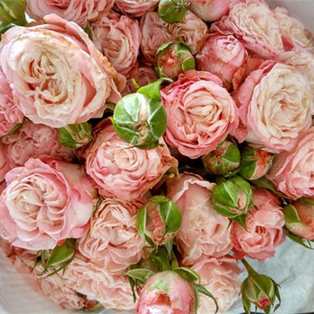 nmyu福利苗玫瑰月季欧月灌木绿植盆栽花卉四季开花阳台院 粉色唐小姐