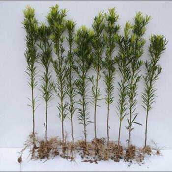 后庭花雀舌罗汉松带土发货罗汉松树苗水杉苗罗汉松罗汉松盆景50高80公分高罗汉松不含盆 图片价格品牌报价 京东