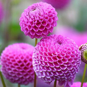 球根花卉大丽菊地瓜花大丽花种苗大丽花种根盆栽植物小紫不含盆 图片价格品牌报价 京东